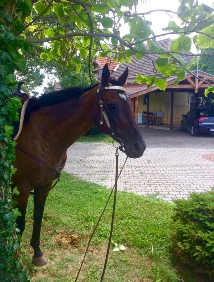 Apartmanove Ubytovanie Pod Dubom Polny Kesov Bagian luar foto